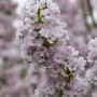 Nahaufnahme der rosa Blüten der Japanischen Säulenkirsche (Prunus Serrulata Amanogawa).