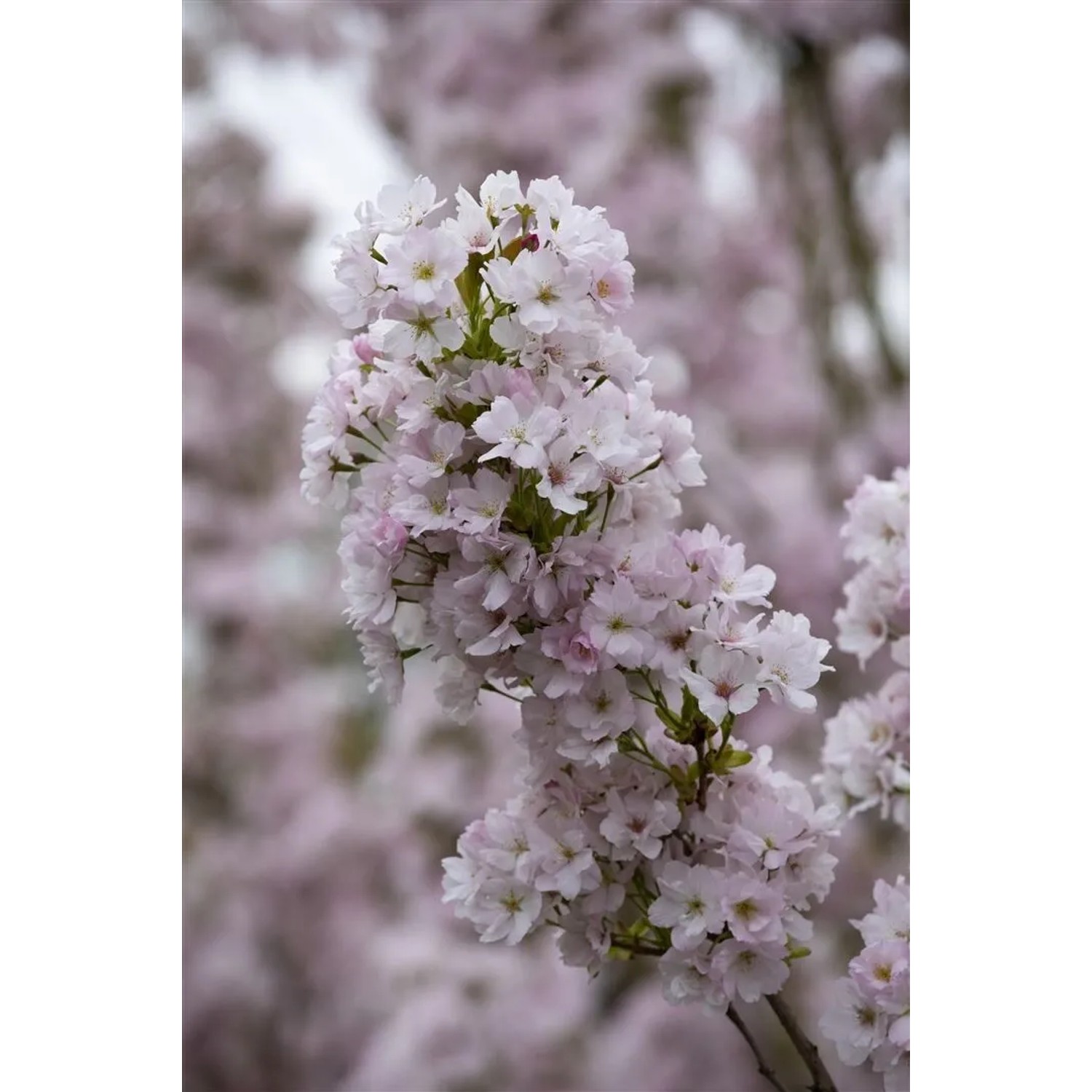 Nahaufnahme der rosa Blüten der Japanischen Säulenkirsche (Prunus Serrulata Amanogawa).