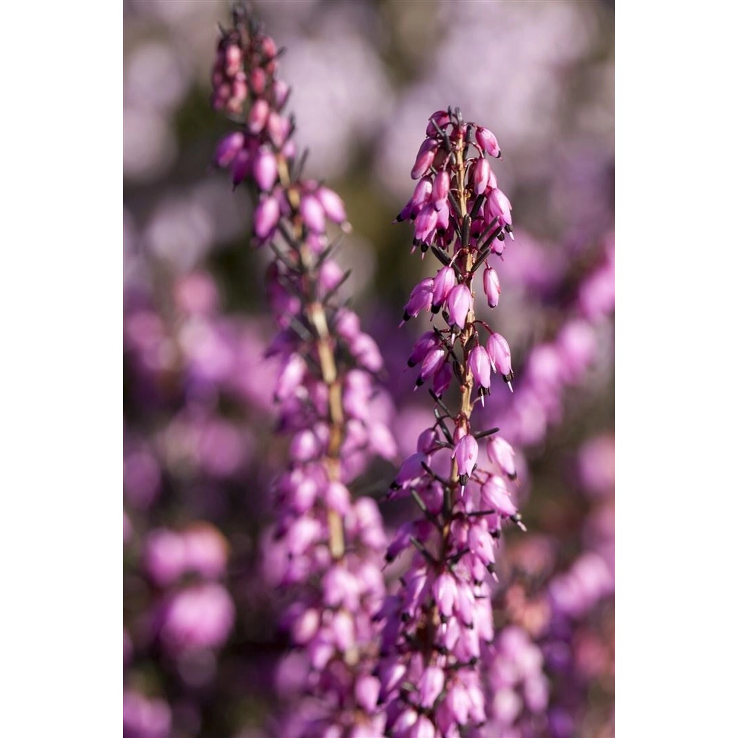 Erica X Darleyensis Rubina Winterheide Rubinrot 15–20 cm günstig online kaufen