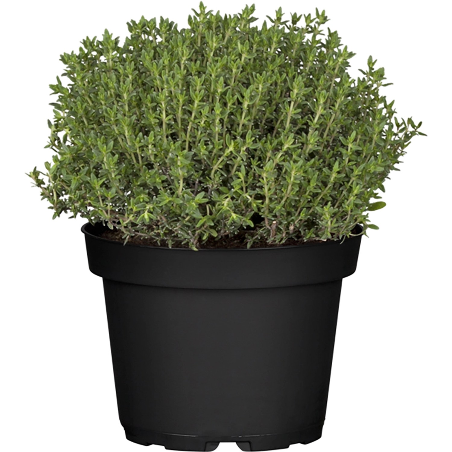 Italienisches Kräuter-Set: Oregano, Thymian, Rosmarin im Topf (ca. 13cm Ø).