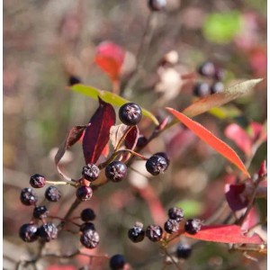 Apfelbeere Brilliant mit roten Blättern und dunklen Beeren. Beerenstrauch im Detail.