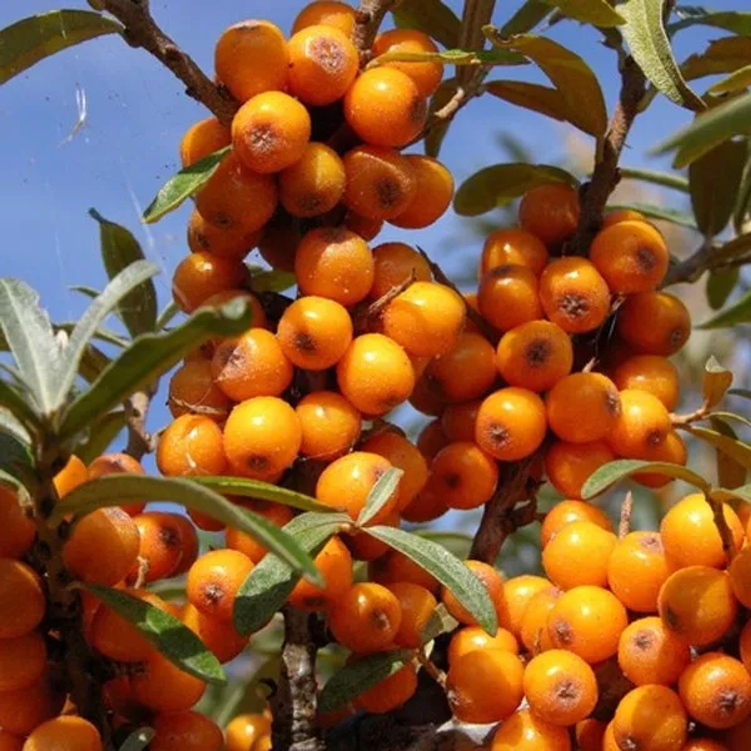 Sanddorn Hippophae rhamnoides 60 bis 80 cm im Container Graugrünes Laub