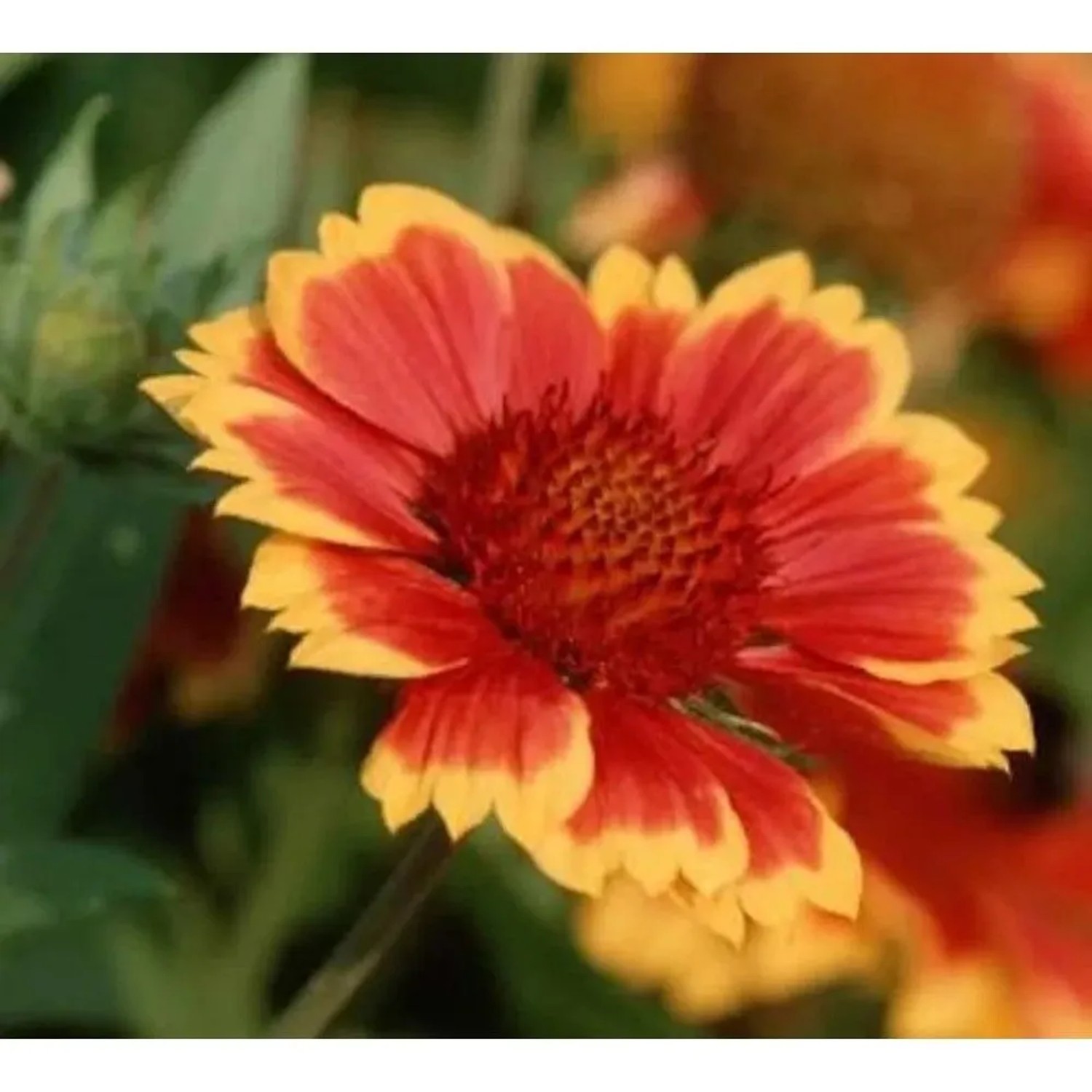 Image of Korkadenblume Tokayer - Gaillardia grandiflora