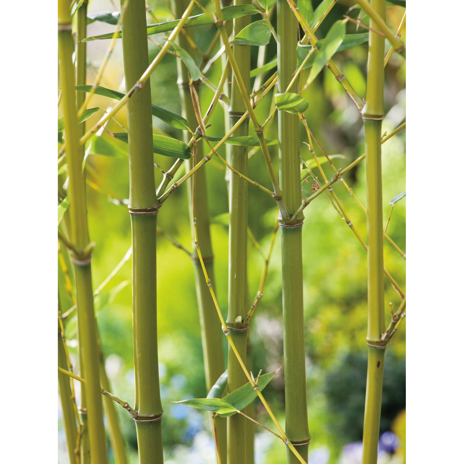 GROW by OBI BissetBambus TopfØ ca. 26 cm Phyllostachys bissetii