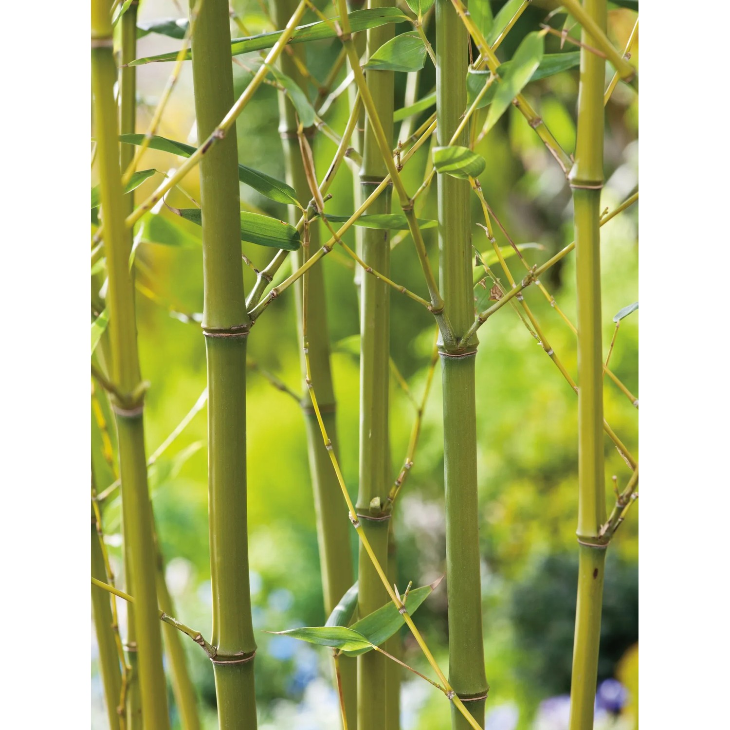 GROW by OBI Sichtschutz Bambus Phyllostachys bissetii Topf- 26 cm kaufen  bei OBI