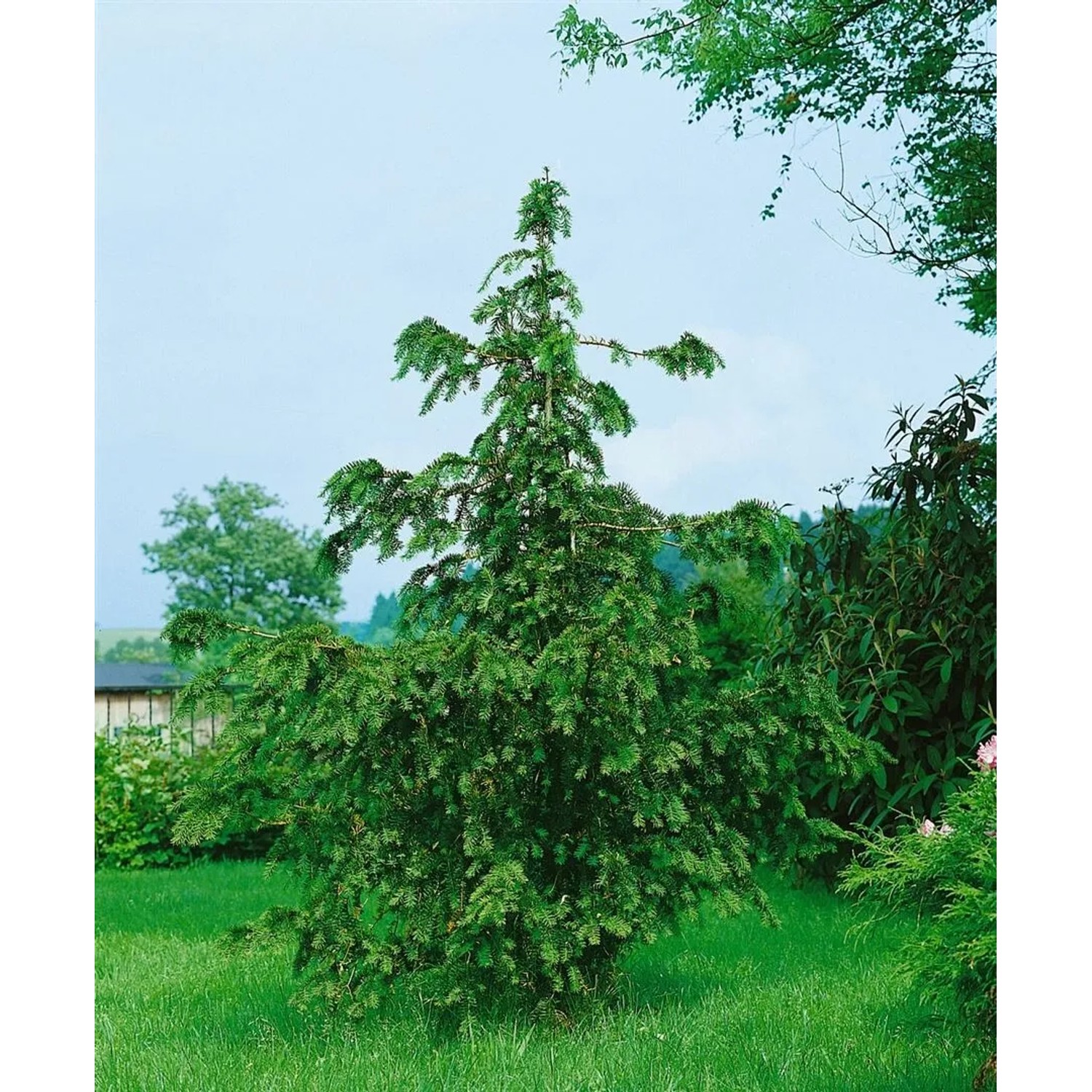 Pflanzen fr dich Eibe Taxus Baccata Dovastoniana 60-70 cm kaufen bei OBI