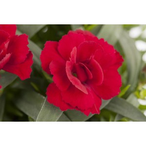 Nahaufnahme der roten Nelke "Oscar" von GROW by OBI, eine attraktive Sommerpflanze.