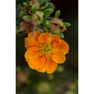 Nahaufnahme einer orangeroten Blüte des Fingerstrauchs Mandarin Tango.