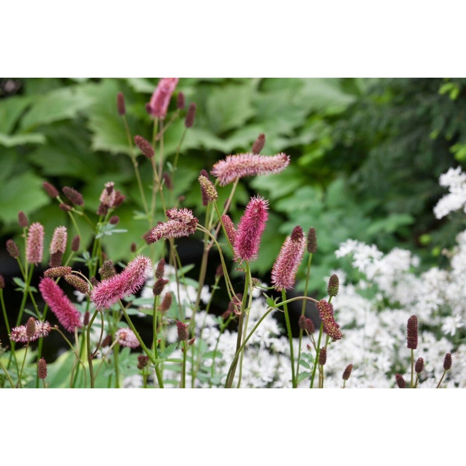 Sanguisorba Menziesii Menzies Blutwurz Ca. 11x11 cm Topf günstig online kaufen