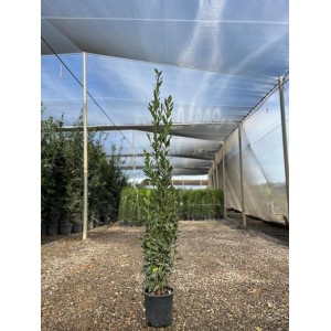 Immergrüner Lorbeerbaum (Laurus Nobilis) im Topf, ca. 160 cm hoch, für Garten und Terrasse.