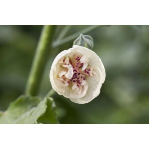 Nahaufnahme einer ungeöffneten, cremefarbenen Stockrose (Alcea X Hybrida) im Topf.