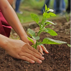 Einpflanzen einer Gemüsepflanze in Seramis Gemüseerde im Hochbeet.