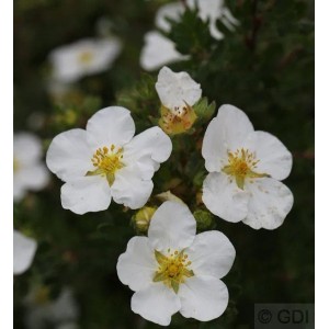 10er Set: Kleiner Spierstrauch 'Abbotswood' mit weißen Blüten.