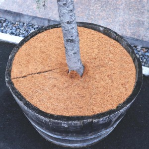 Aquagart Kokos Mulchscheibe (30cm) im Pflanzkübel zum Schutz der Pflanze.