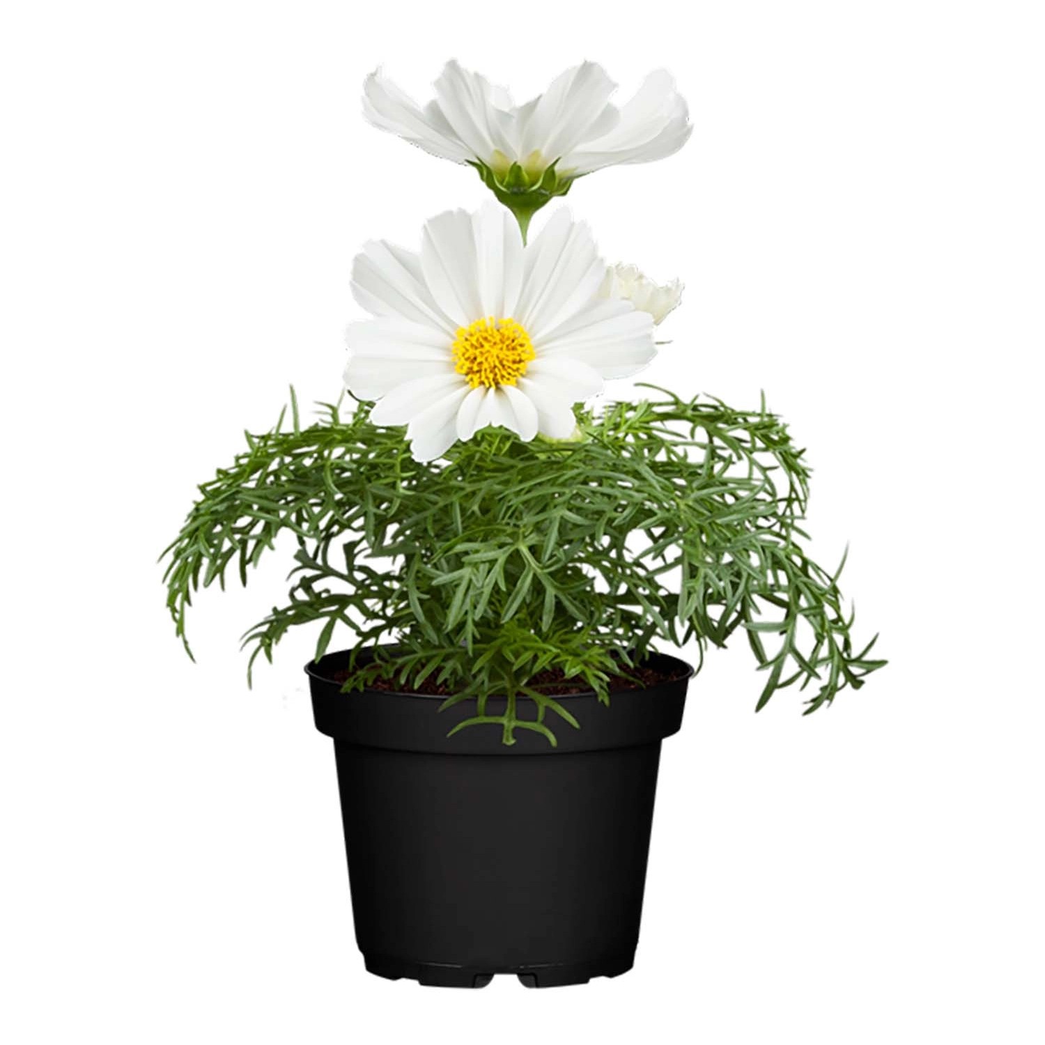 Schmuckkörbchen Weiß Topf-Ø ca. 13 cm Cosmos bipinnatus günstig online kaufen