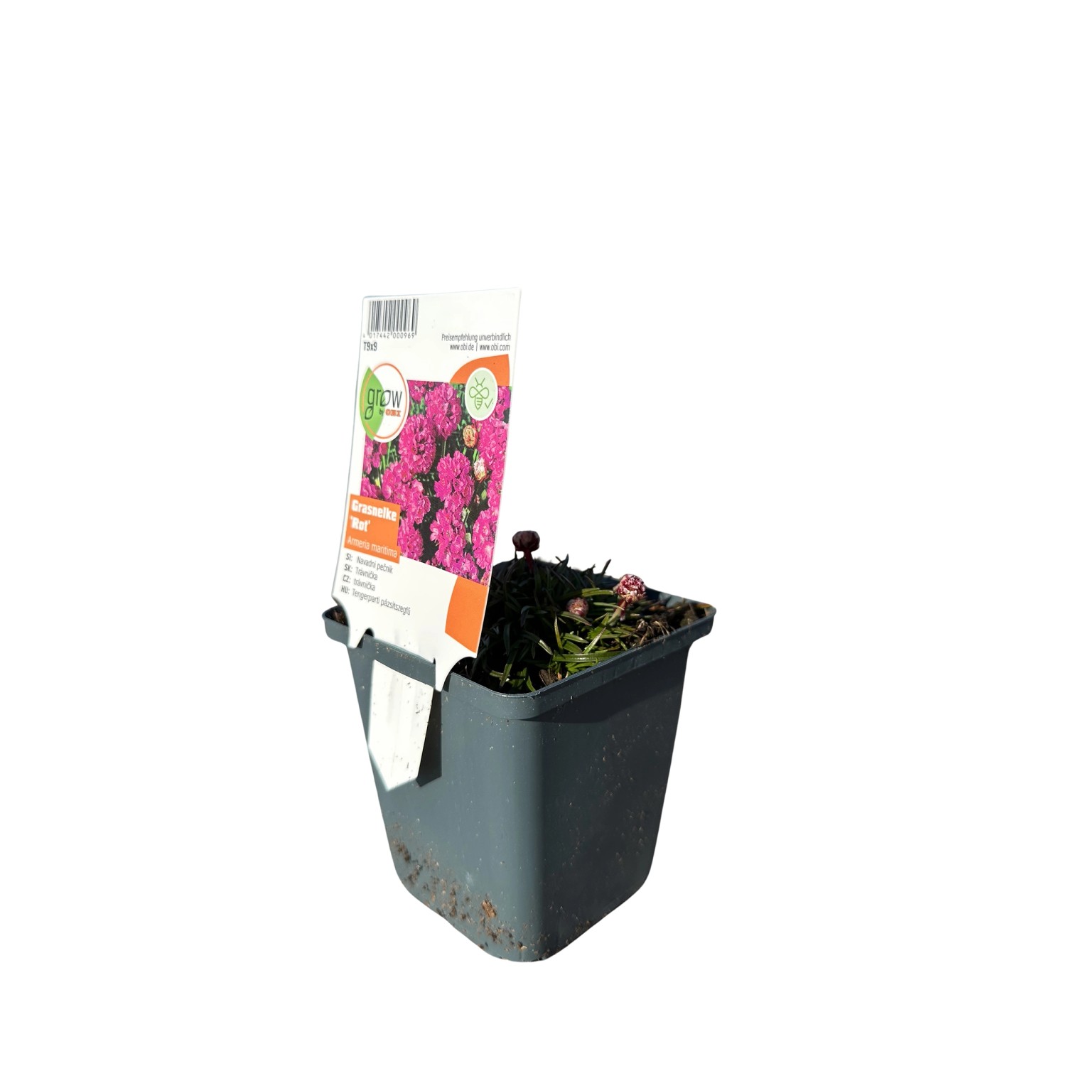 GROW by OBI Strand-Grasnelke Rot Topf-Ø ca. 9 cm x 9 cm Armeria günstig online kaufen