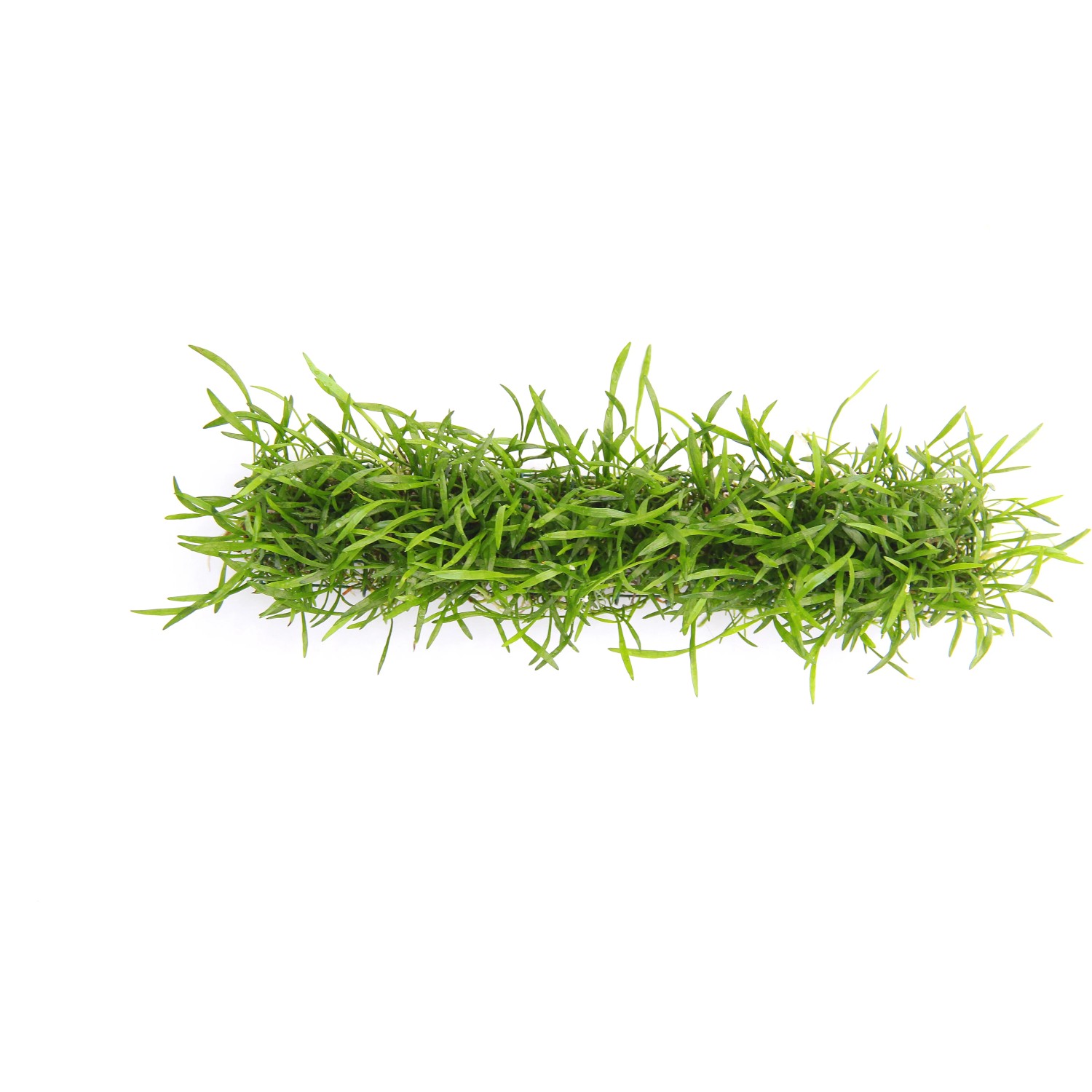 Dennerle Plants Aquariumpflanze Lilaeopsis Brasiliensis Stretchpad 3 x 18 cm
