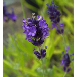 Nahaufnahme einer blühenden, violetten Lavendel-Staude (Lavandula angustifolia).