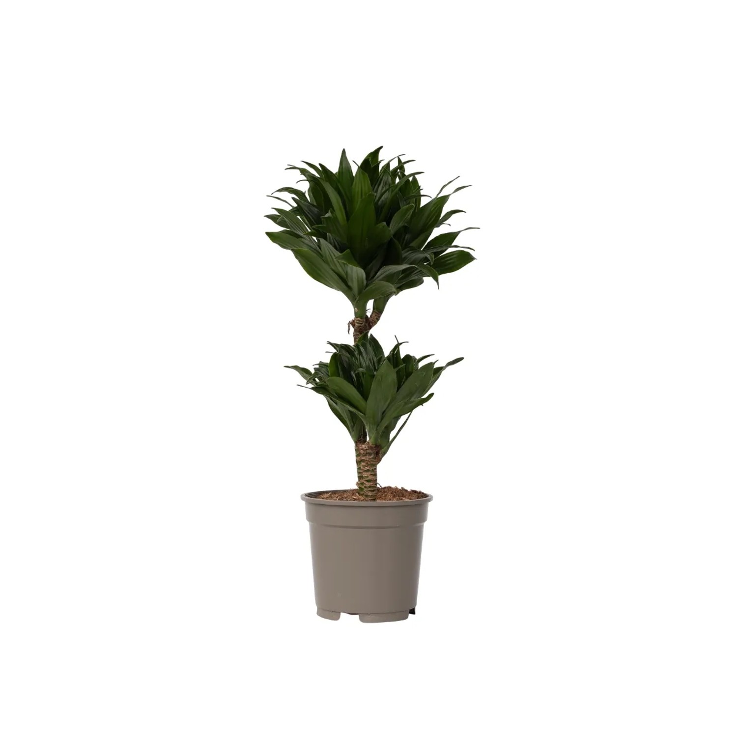 Plant In A Box Drachenbaum  Dracaena Surculosa Höhe 50cm Ø17 Grün