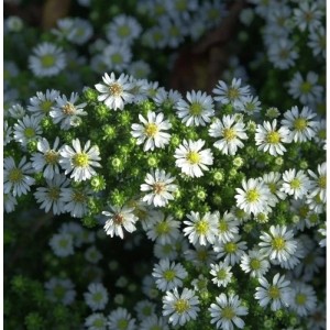 Nahaufnahme der weißen Blüten des Teppich-Aster Snowflurry (Aster pansus).