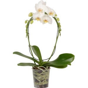 Schmetterlingsorchidee (Phalaenopsis) mit weißen Blüten im Topf, ca. 12 cm Durchmesser.