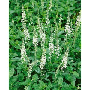 Ähriger Ehrenpreis 'Icicle' mit weißen Blütenähren im Beet, ca. 9x9 cm Topf.