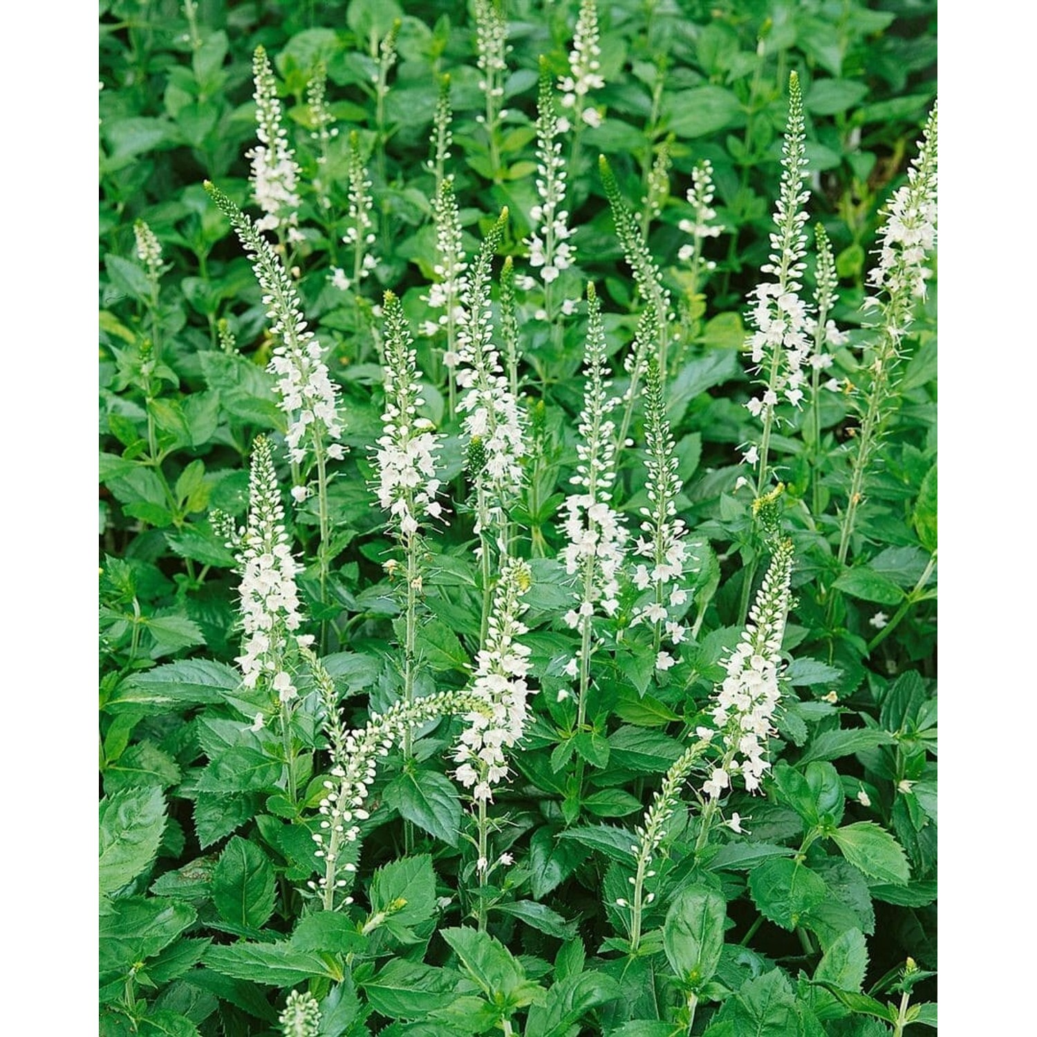 Veronica Spicata Icicle Ähriger Ehrenpreis Ca. 9x9 cm Topf günstig online kaufen