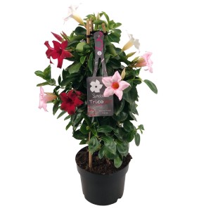 Dipladenie Pyramide Trio im Topf, Mandevilla sanderi mit roten, rosa und weißen Blüten.