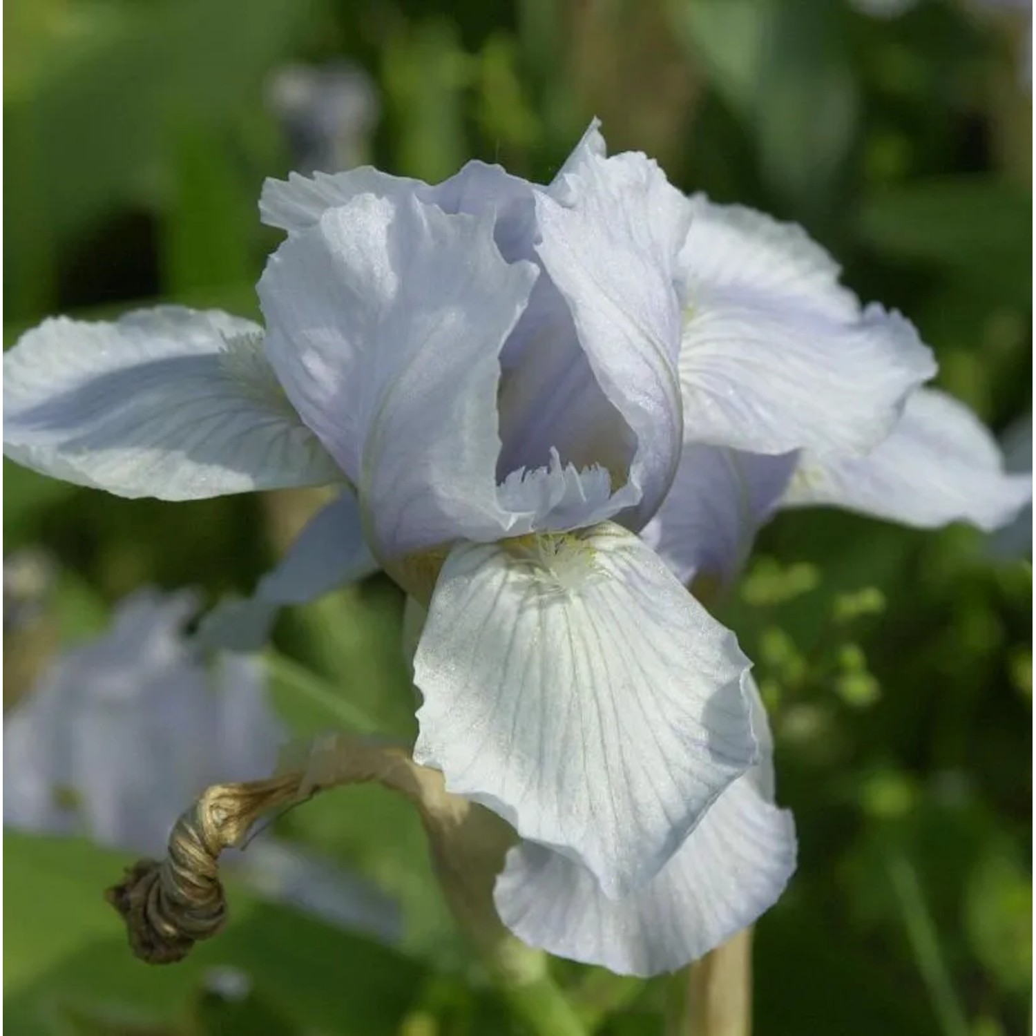 Zwergschwertlilie Oberschwaben - Iris barbata