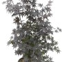 Japanischer Ahorn 'Bloodgood' im Topf, ca. 110 cm hoch, mit dunkelbraunroten Blättern.