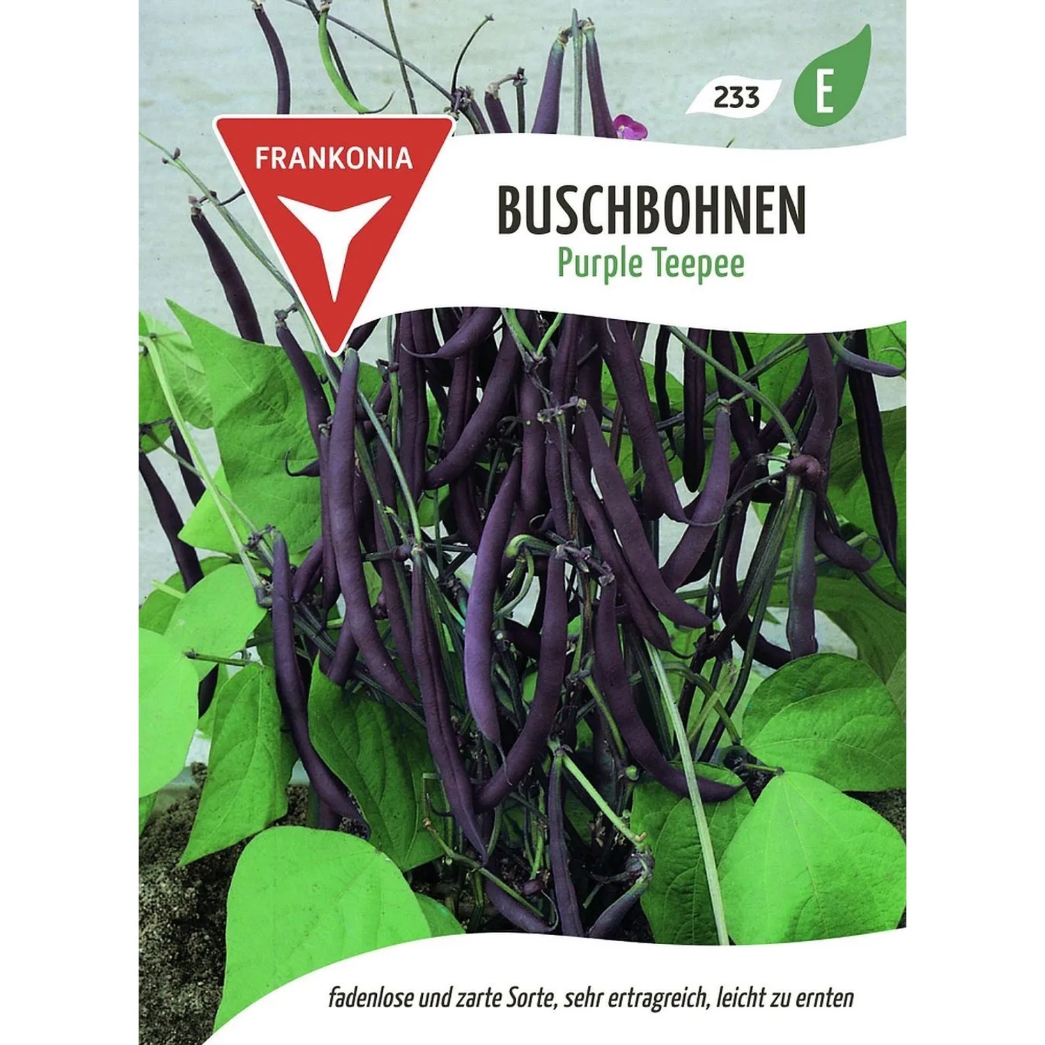 FRANKONIA Buschbohne Purple Teepee