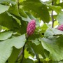 Nahaufnahme der Schirm-Magnolie mit großen, grünen Blättern und rosafarbenen Blütenknospen.