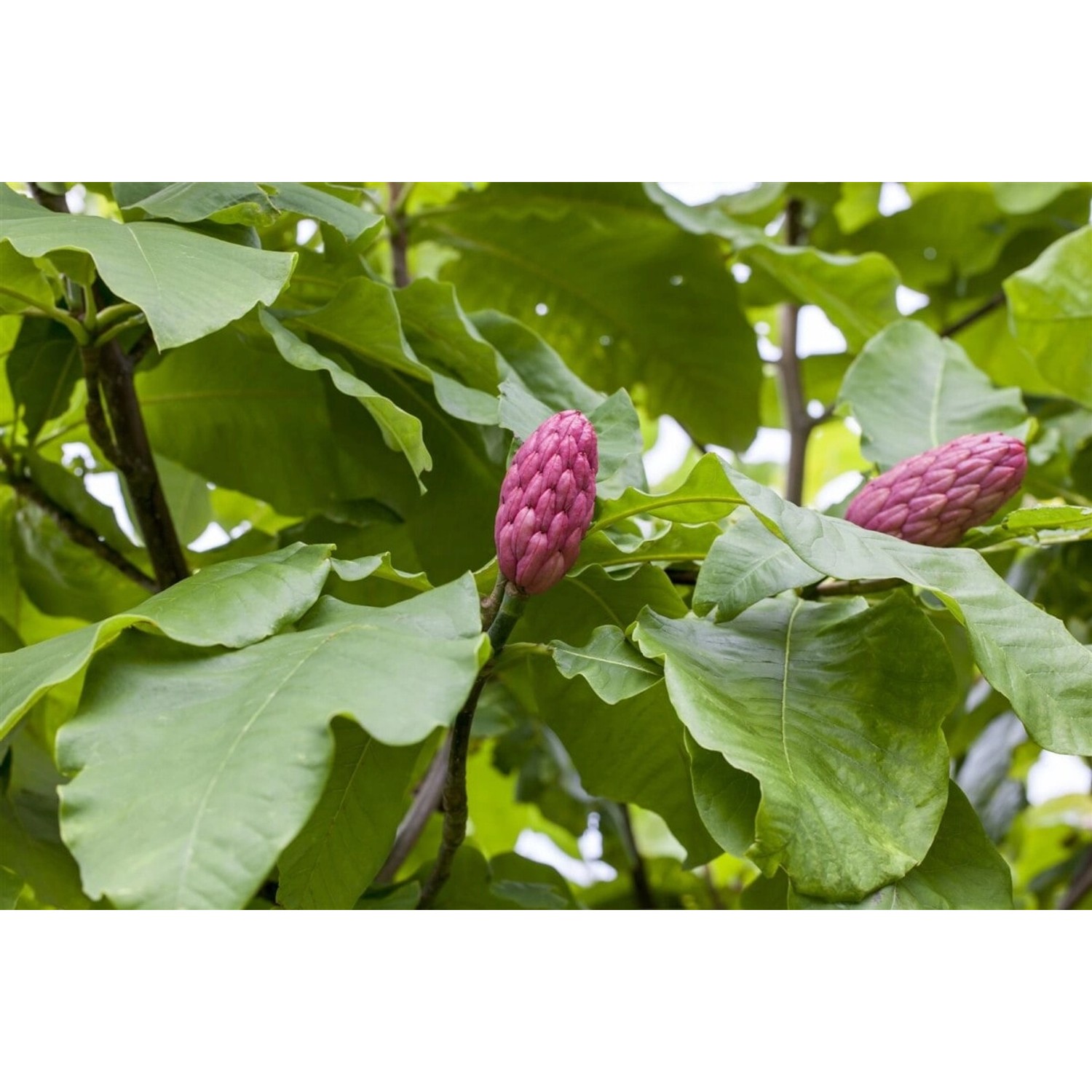 Magnolia Tripetala Schirm-Magnolie 150–175 cm günstig online kaufen