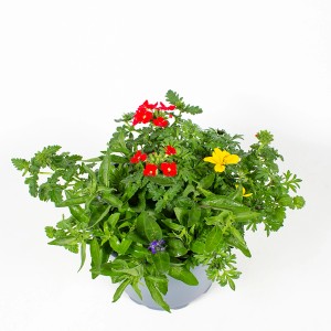 Beetpflanzen-Mix Trio im Topf mit roten, gelben und blauen Blüten. Sommerpflanzen für Beet und Balkon.