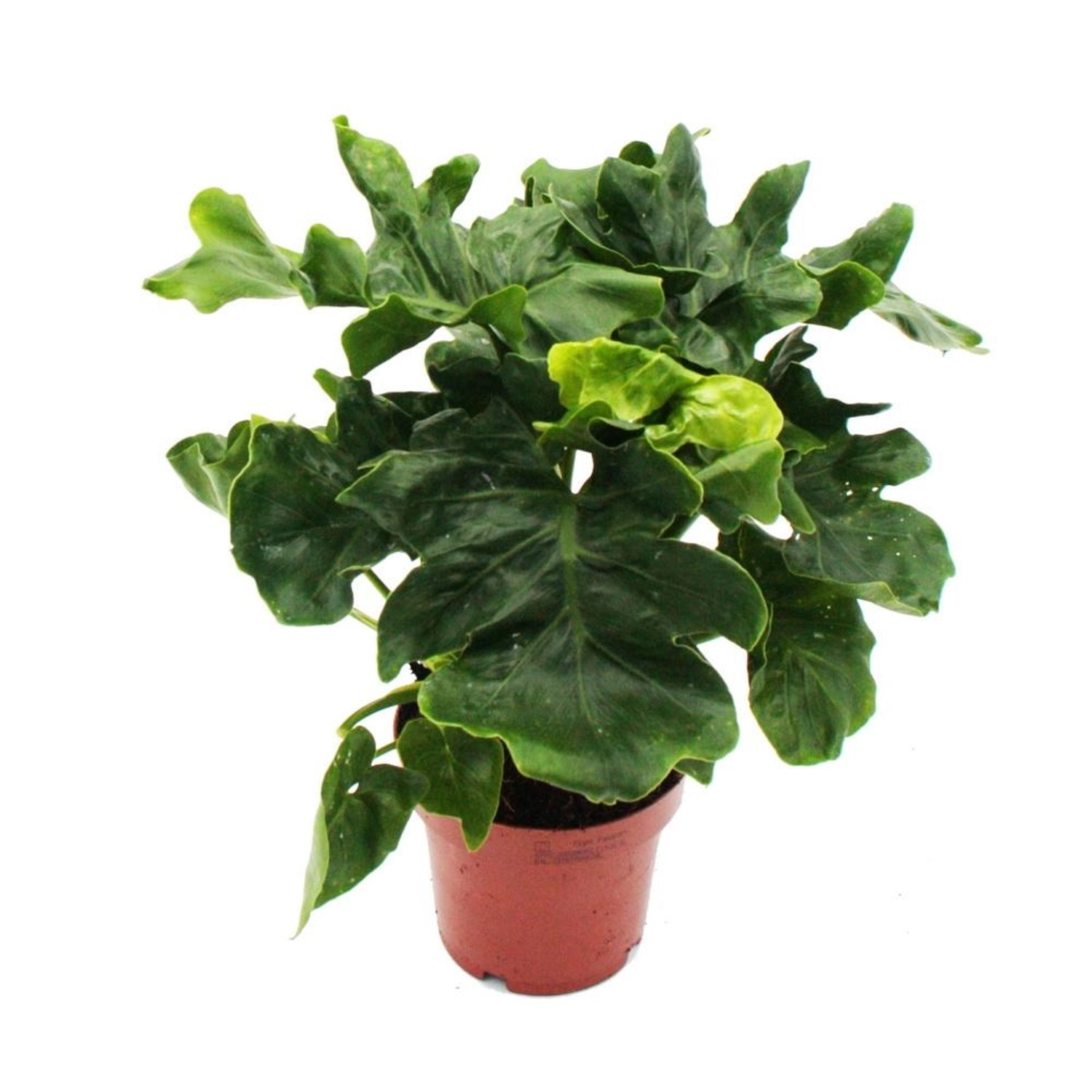 Exotenherz Philodendron Selloum Atom Grüner Baumfreund mit Markanten Blättern 12cm Topf