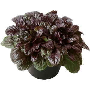 Rotblättriger Günsel 'Elmblut' im Topf, ca. 13 cm Ø. Ajuga als attraktive Herbstpflanze für Beet und Balkon.