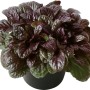 Rotblättriger Günsel 'Elmblut' im Topf, ca. 13 cm Ø. Ajuga als attraktive Herbstpflanze für Beet und Balkon.
