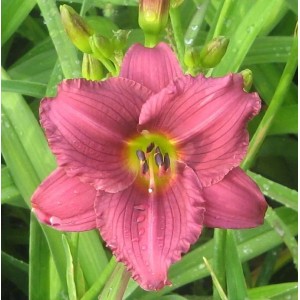 Nahaufnahme einer rosafarbenen Taglilie (Hemerocallis cultorum Little Grapette) im Garten.