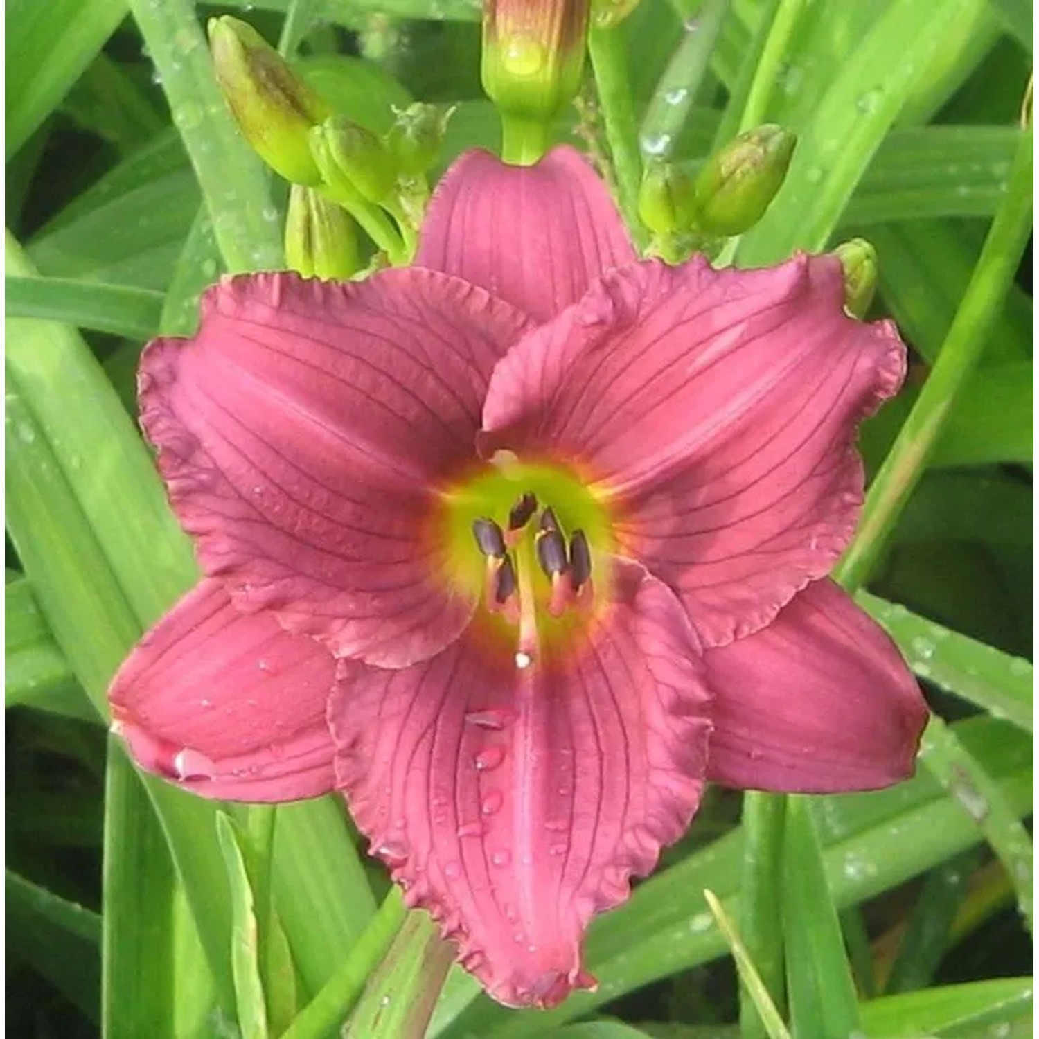 Taglilie Little Grapette - Hemerocallis cultorum