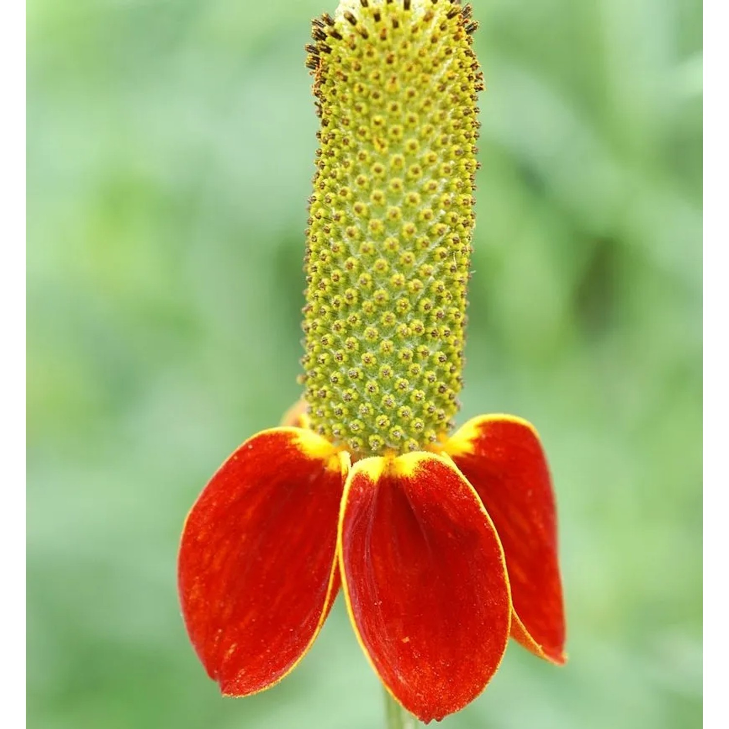 Mexikanischer Sonnenhut Red Midget - Ratibida columnifera