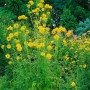 Goldgelber Sonnenhut 'Goldquelle' (Rudbeckia laciniata) im Garten, ca. 120cm hoch.