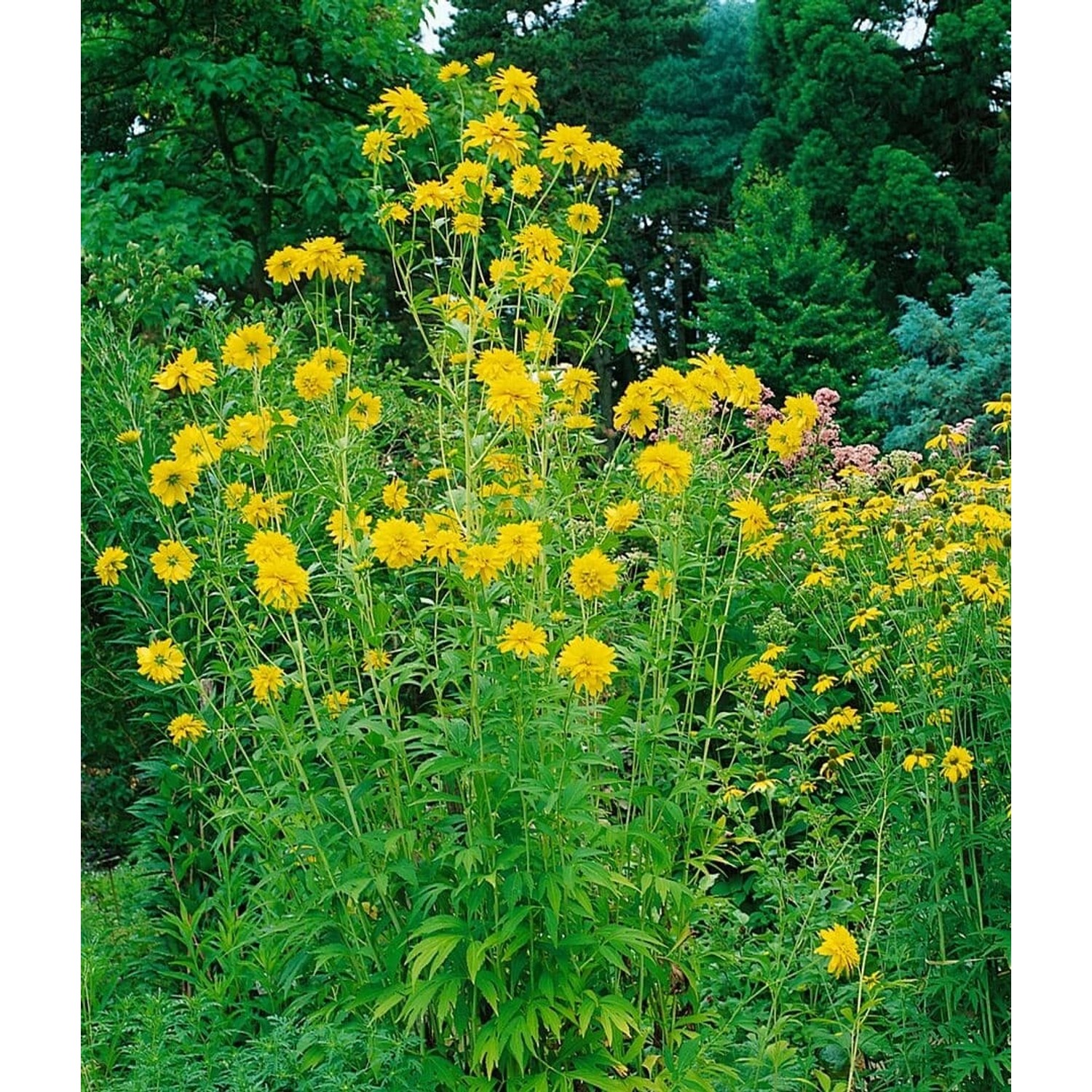 Rudbeckia Laciniata Goldquelle Goldruten Sonnenhut Ca. 9x9 cm Topf günstig online kaufen