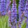 Blühender Steppen-Salbei 'Blauhügel' im Topf, intensive blaue Blütenstände.