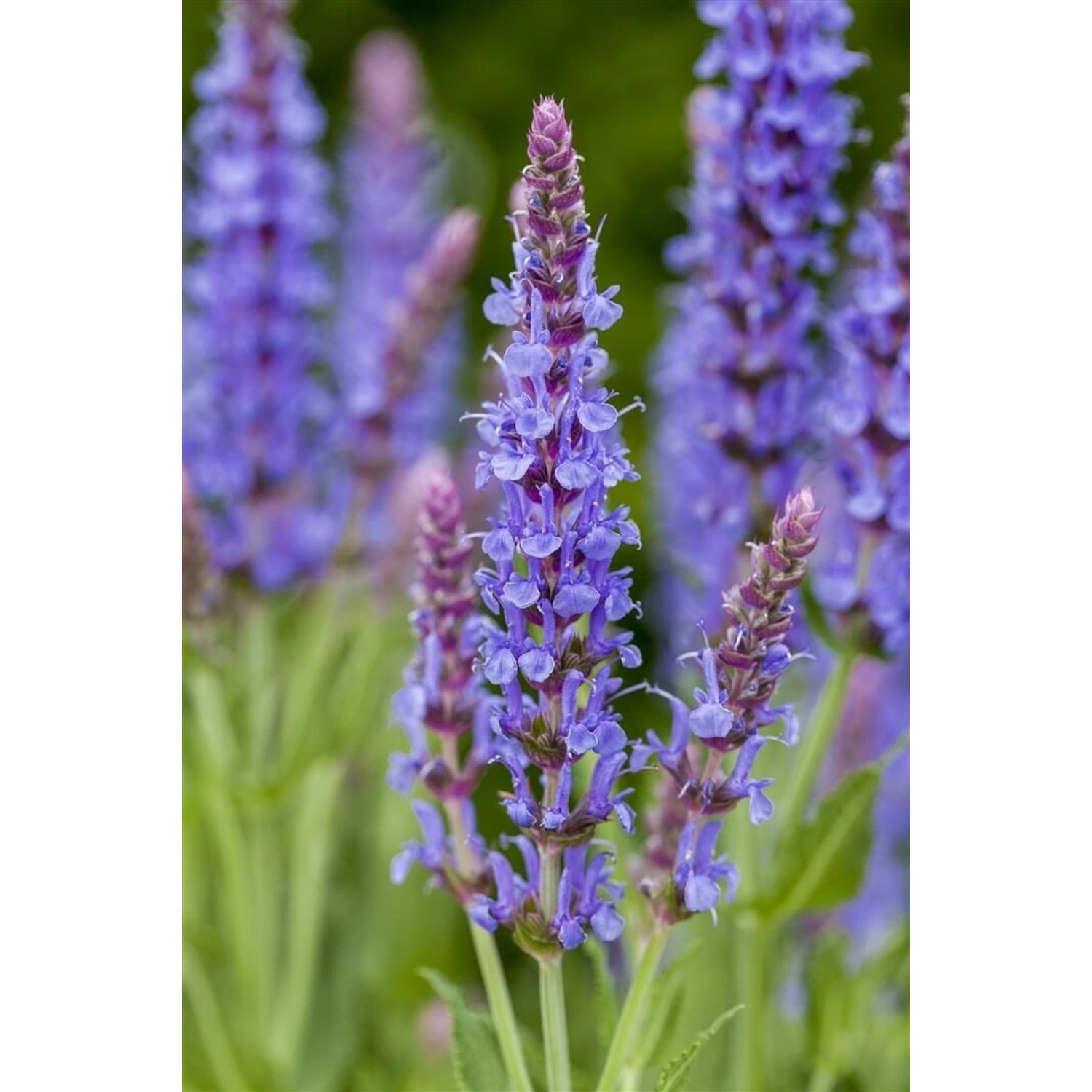 Salvia Nemorosa Blauhügel Steppen-Salbei Ca. 9x9 cm Topf günstig online kaufen