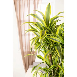 Drachenbaum 'Lemon Lime', ca. 140 cm hoch, mit gelbgrünen Blättern im Topf.
