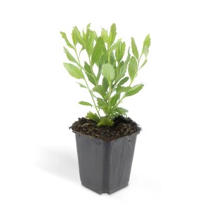 Exotenherz Zierstaude Wilde Aster im 9cm Topf, grüne Blätter.