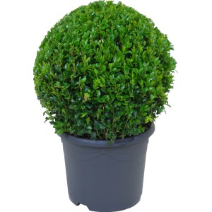 Buchsbaum Kugel im Topf, ca. 28-35 cm hoch. Immergrünes Formgehölz für Garten und Balkon.