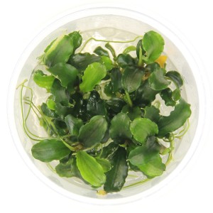 Dennerle Aquariumpflanze Bukit Kelam Grün, Bucephalandra pygmaea im Topf, Nahaufnahme.