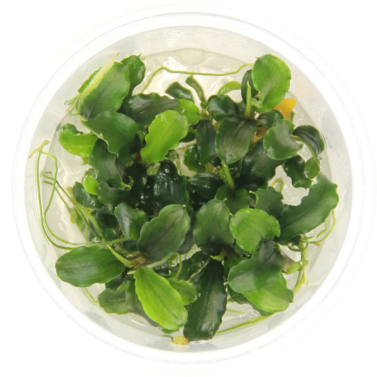 Dennerle Aquariumpflanze Bukit Kelam Grün Bucephalandra pygmaea