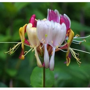Nahaufnahme der Geißschlinge 'America Beauty' (Lonicera heckrottii) mit bunten Blüten.